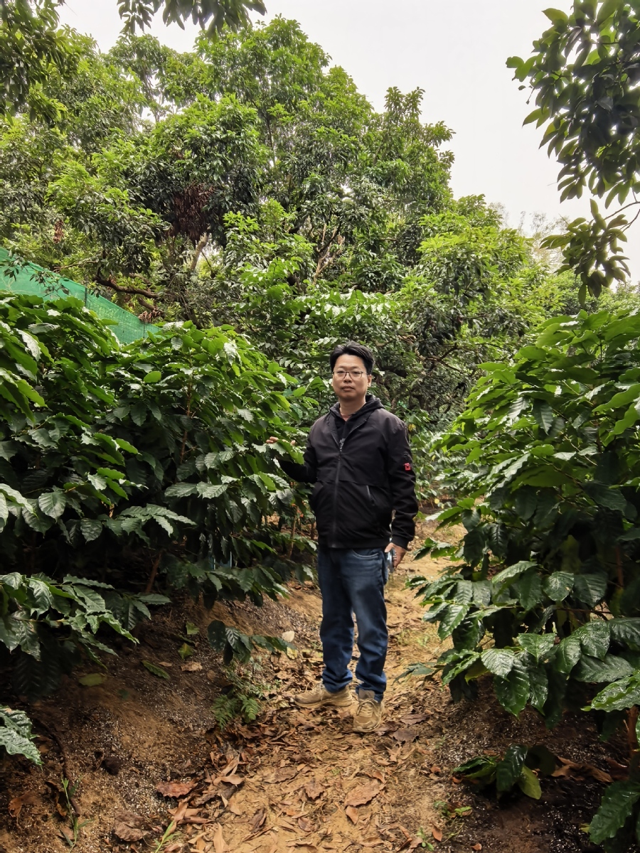  
  梁煜强与咖啡树 
 
